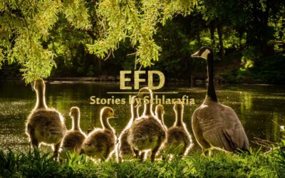 EFD STORIES – HUMANE FARMING AND ECOLOGICAL SUSTAINABILITY OF EFD BY SCHLARAFIA PRODUCTS | RDS STANDARD
